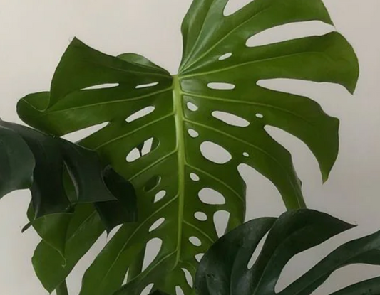 Het is menselijk om van planten te houden