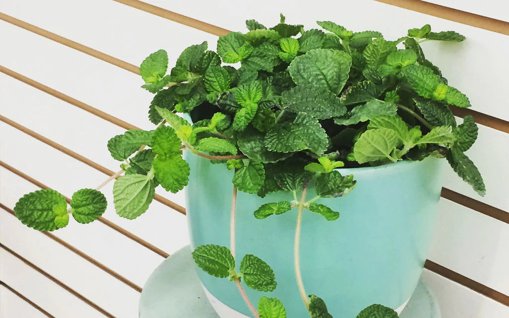 Planten helpen je huis mooier te maken