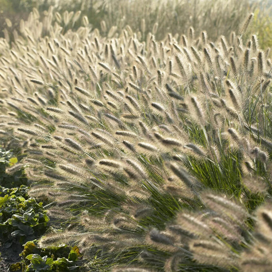 Ontdek Onze Tuinplanten: Een Vleugje Originaliteit voor Uw Groene Ruimte