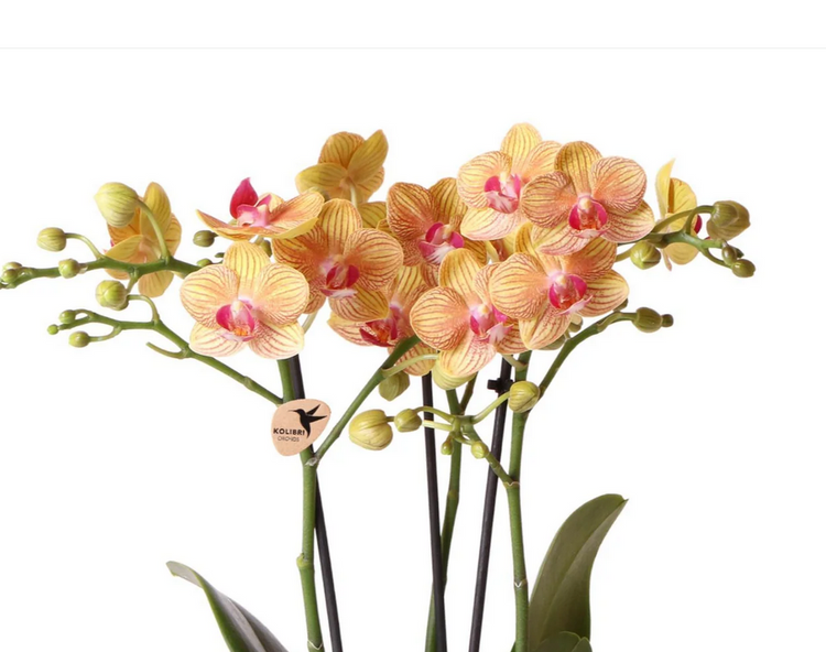 Kolibri Orchidee