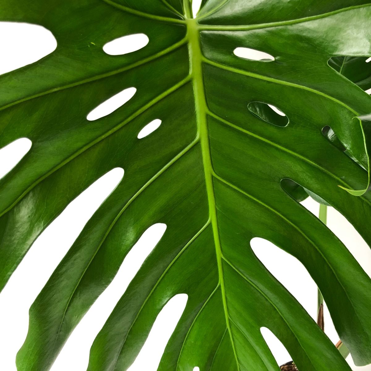 Monstera XXL ( foglie Giganti ) Vaso 24 cm altezza 100 cm