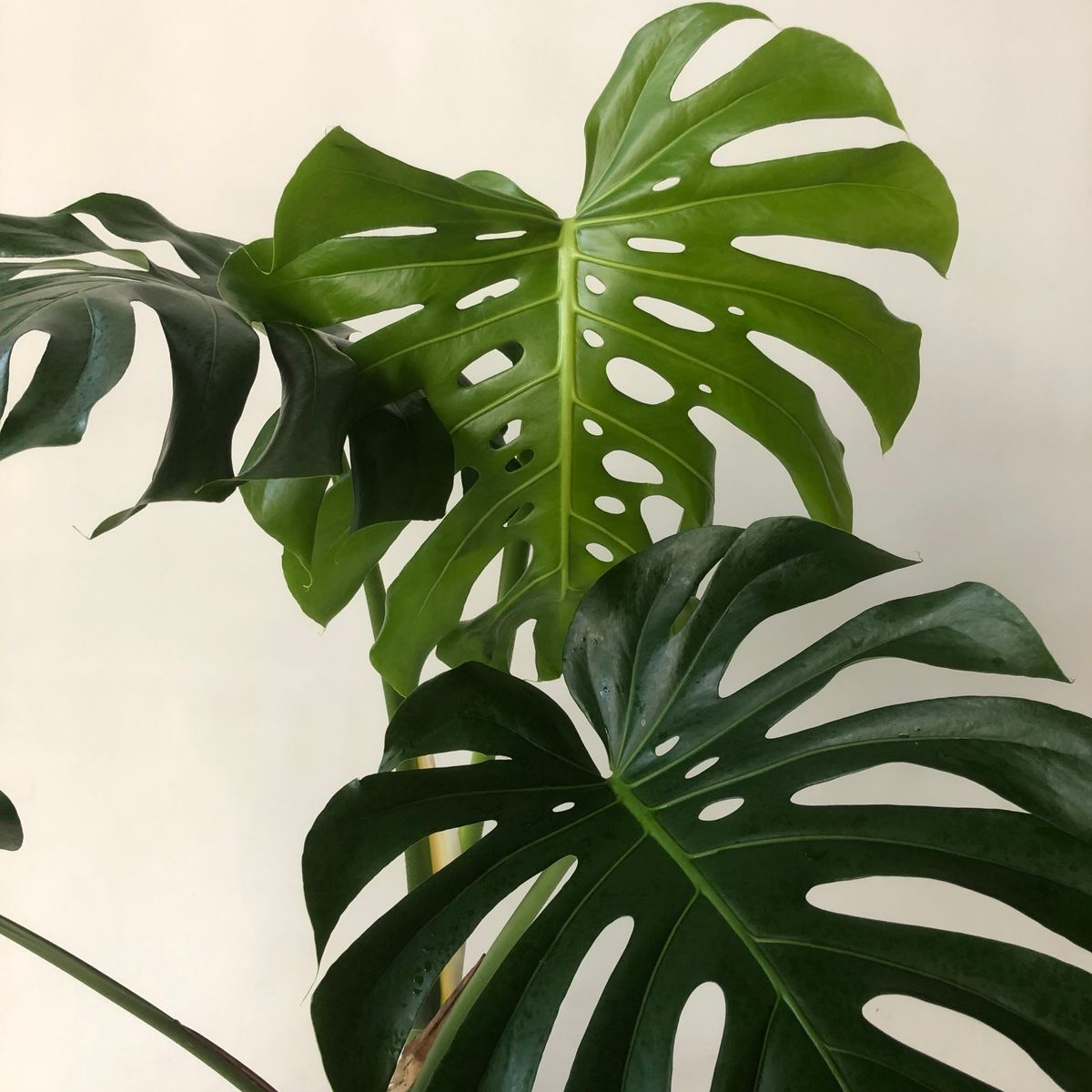 Monstera XXL ( foglie Giganti ) Vaso 24 cm altezza 100 cm