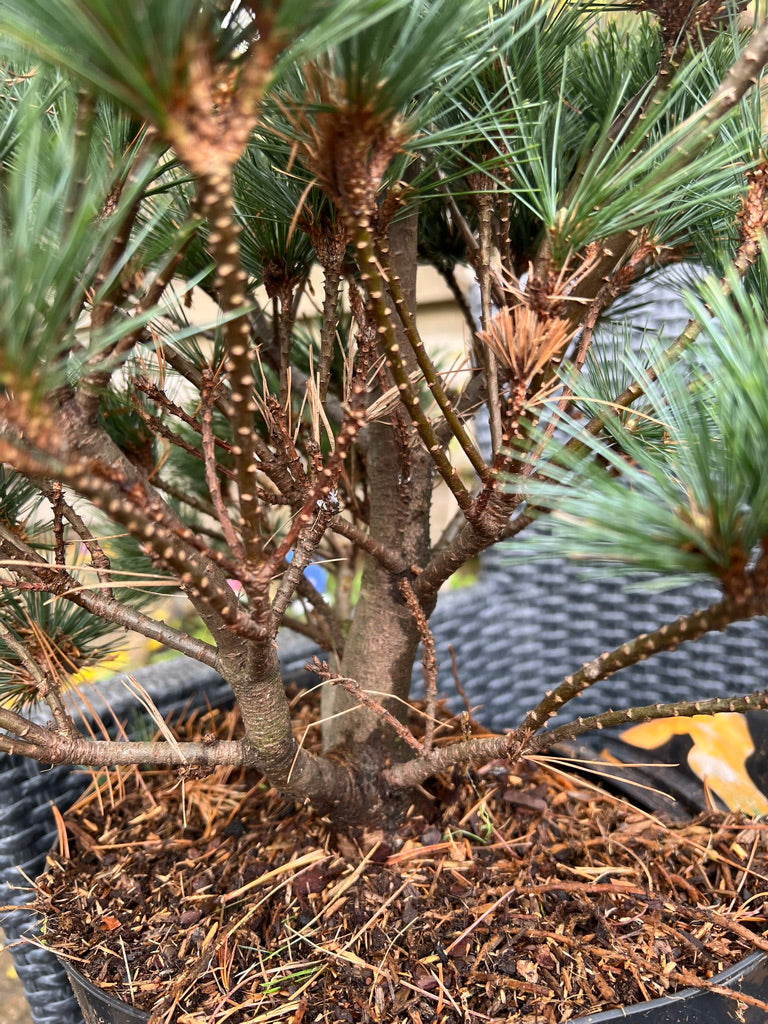 Pinus strobus 'Krüger's Lilliput' - Vaso 29 cm, Altezza 40 cm