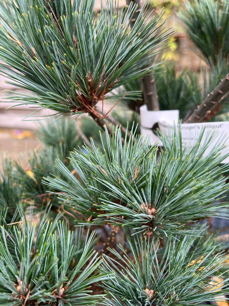 Pinus strobus 'Krüger's Lilliput' - Vaso 29 cm, Altezza 40 cm