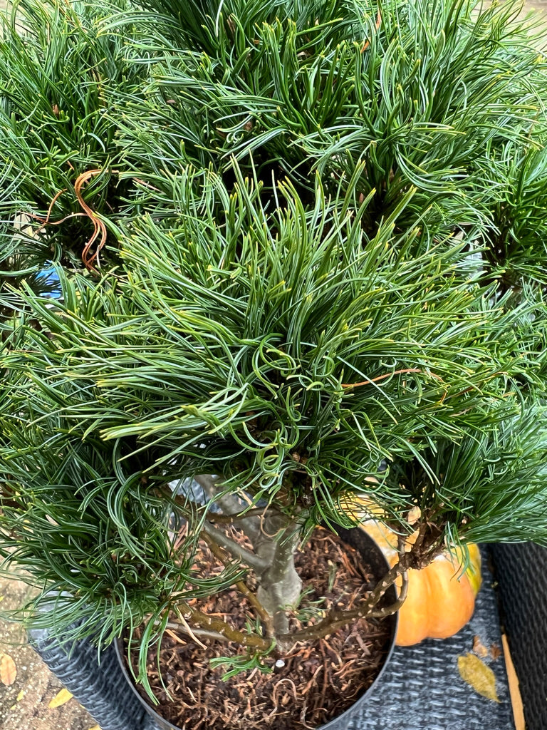Pinus strobus 'Wiggles' - Vaso 29 cm, Altezza 40 cm