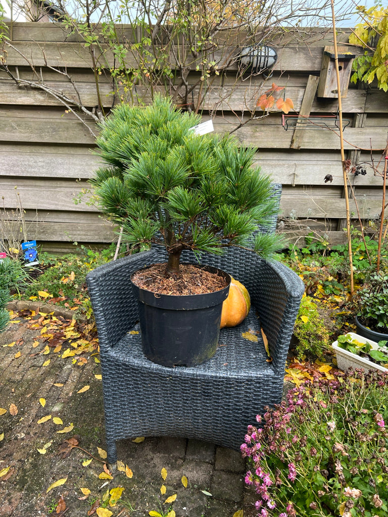Pinus strobus 'Minima' - Vaso 29 cm, Altezza 40 cm