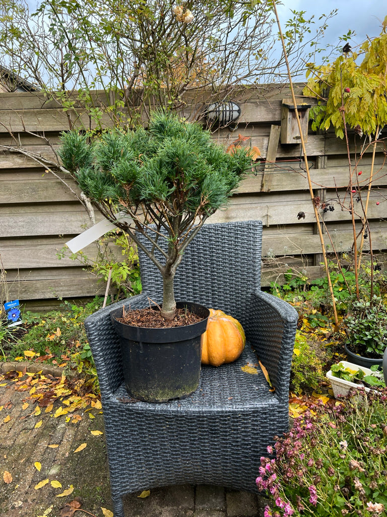 Pinus strobus 'Wiggles' - Vaso 29 cm, Altezza 40 cm