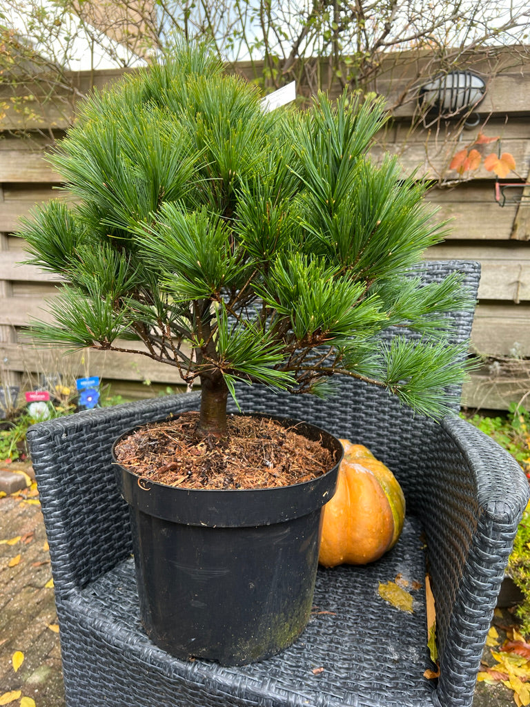 Pinus strobus 'Minima' - Vaso 29 cm, Altezza 40 cm