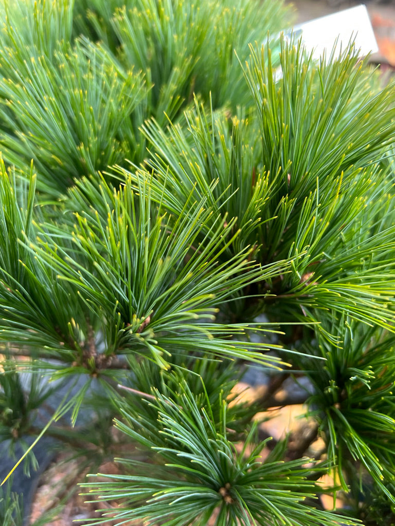 Pinus strobus 'Minima' - Vaso 29 cm, Altezza 40 cm