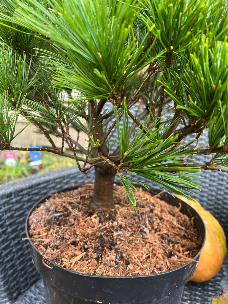 Pinus strobus 'Minima' - Vaso 29 cm, Altezza 40 cm