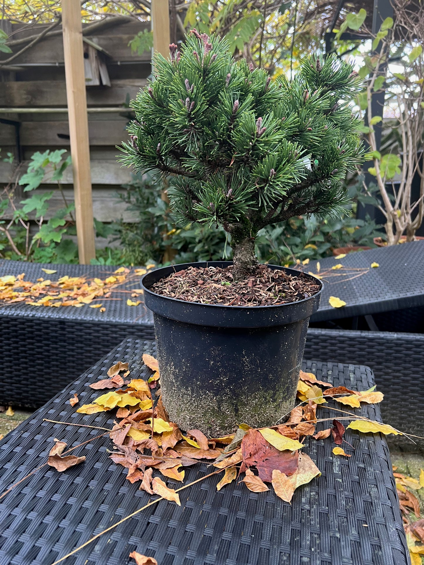 Pinus Mugo Lilliput - Vaso 23 cm, Altezza 30 cm