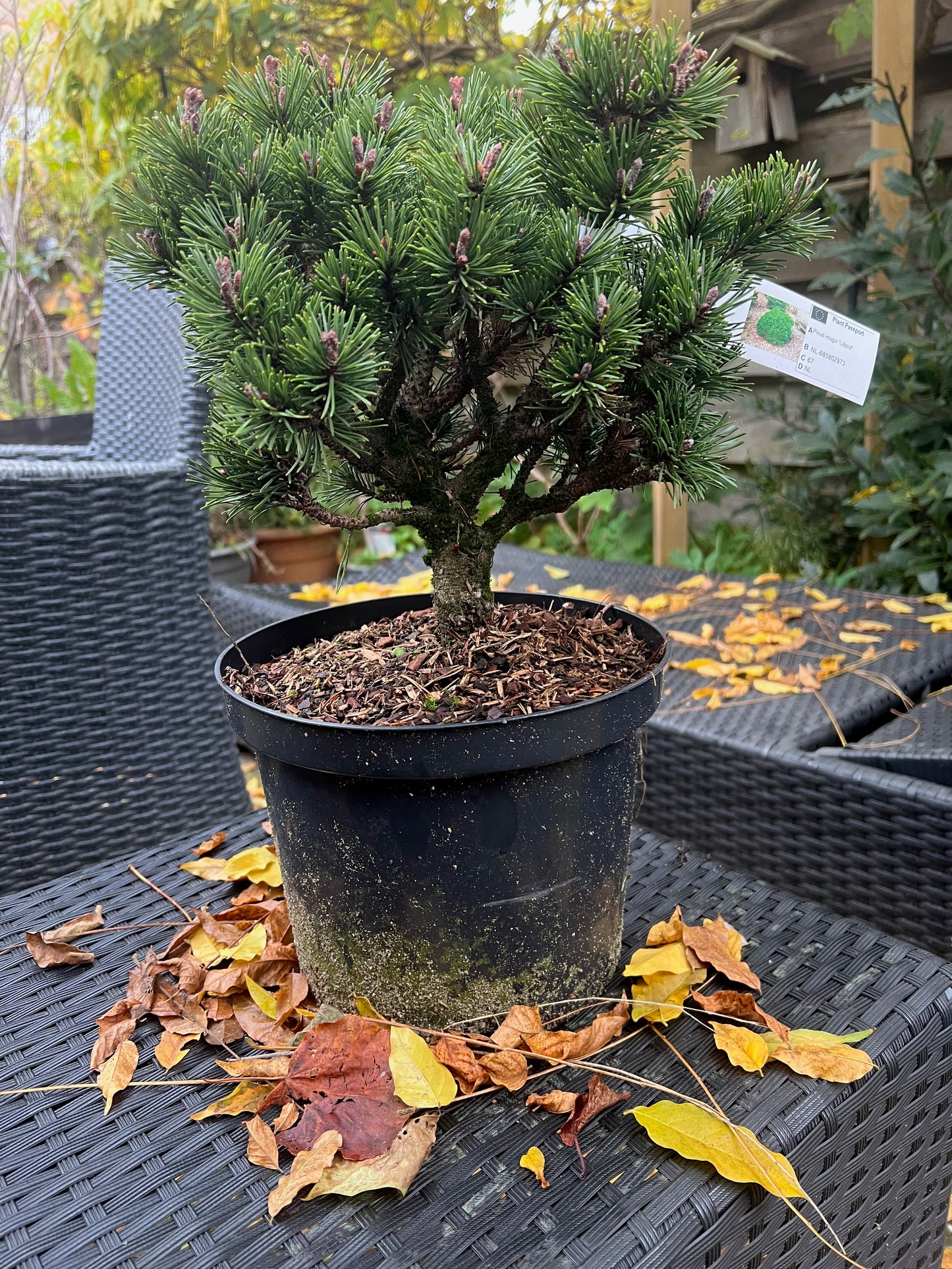 Pinus Mugo Lilliput - Vaso 23 cm, Altezza 30 cm