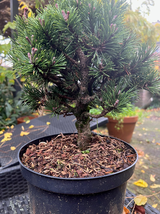 Pinus Mugo Lilliput - Pot 23 cm, Height 30 cm