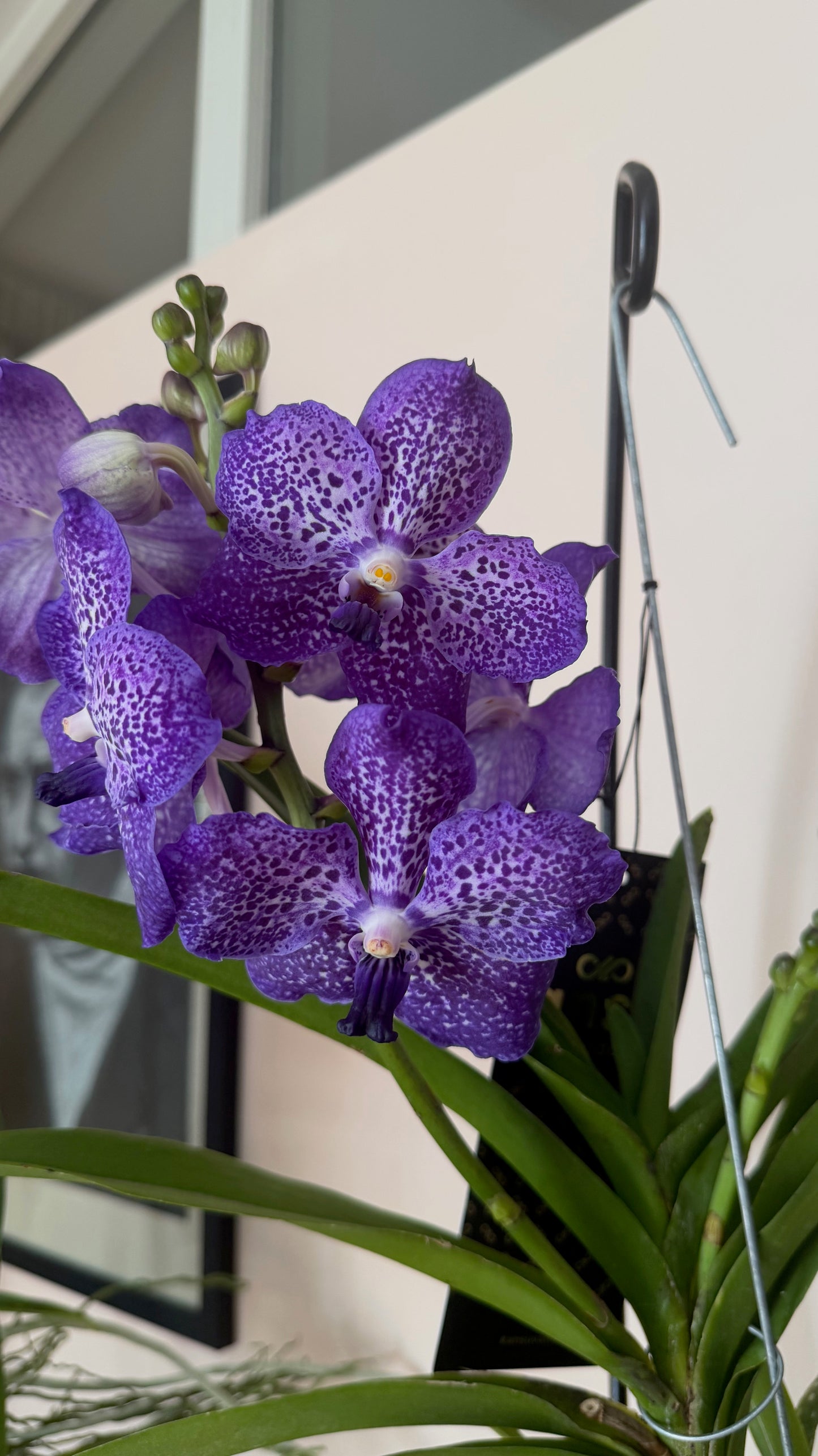 Vanda Orchid with Table Stand | Exotic Luxury