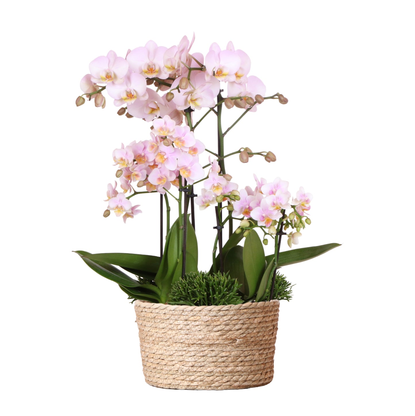 Kolibri Orchids | roze plantenset in Reed Basket incl. waterreservoir | drie roze orchideeën Andorra 9cm en drie groene planten | Jungle Bouquet roze met zelfvoorzienend waterreservoir