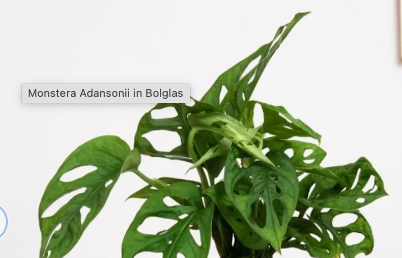 GIOIELLO DI LUCE | SUPPORTO TONDO IN LEGNO | MONSTERA ADANSONII