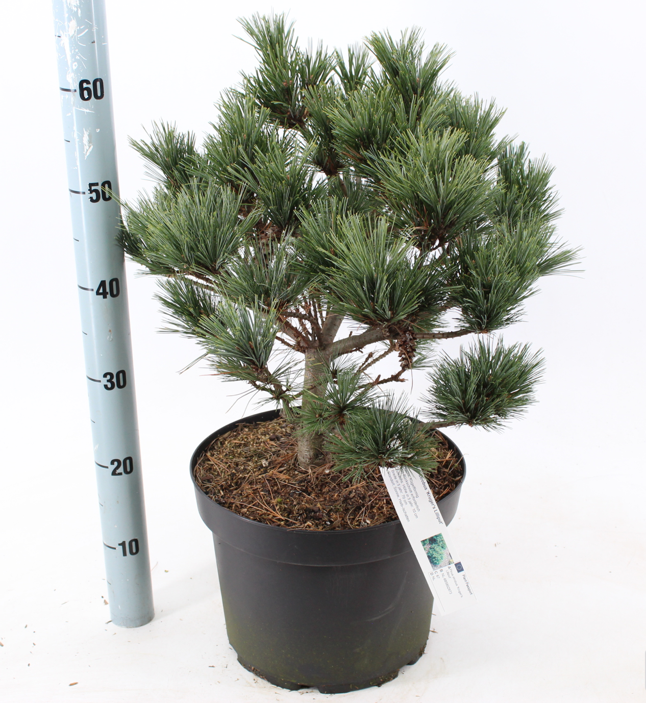 Pinus strobus 'Krüger's Lilliput' - Vaso 29 cm, Altezza 40 cm