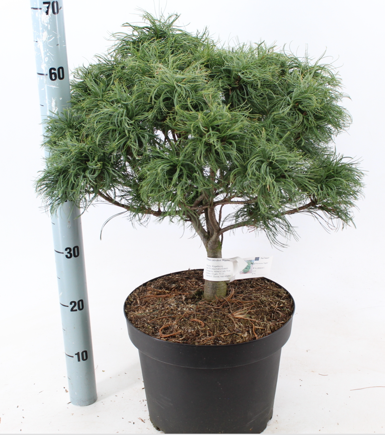 Pinus strobus 'Wiggles' - Vaso 29 cm, Altezza 40 cm