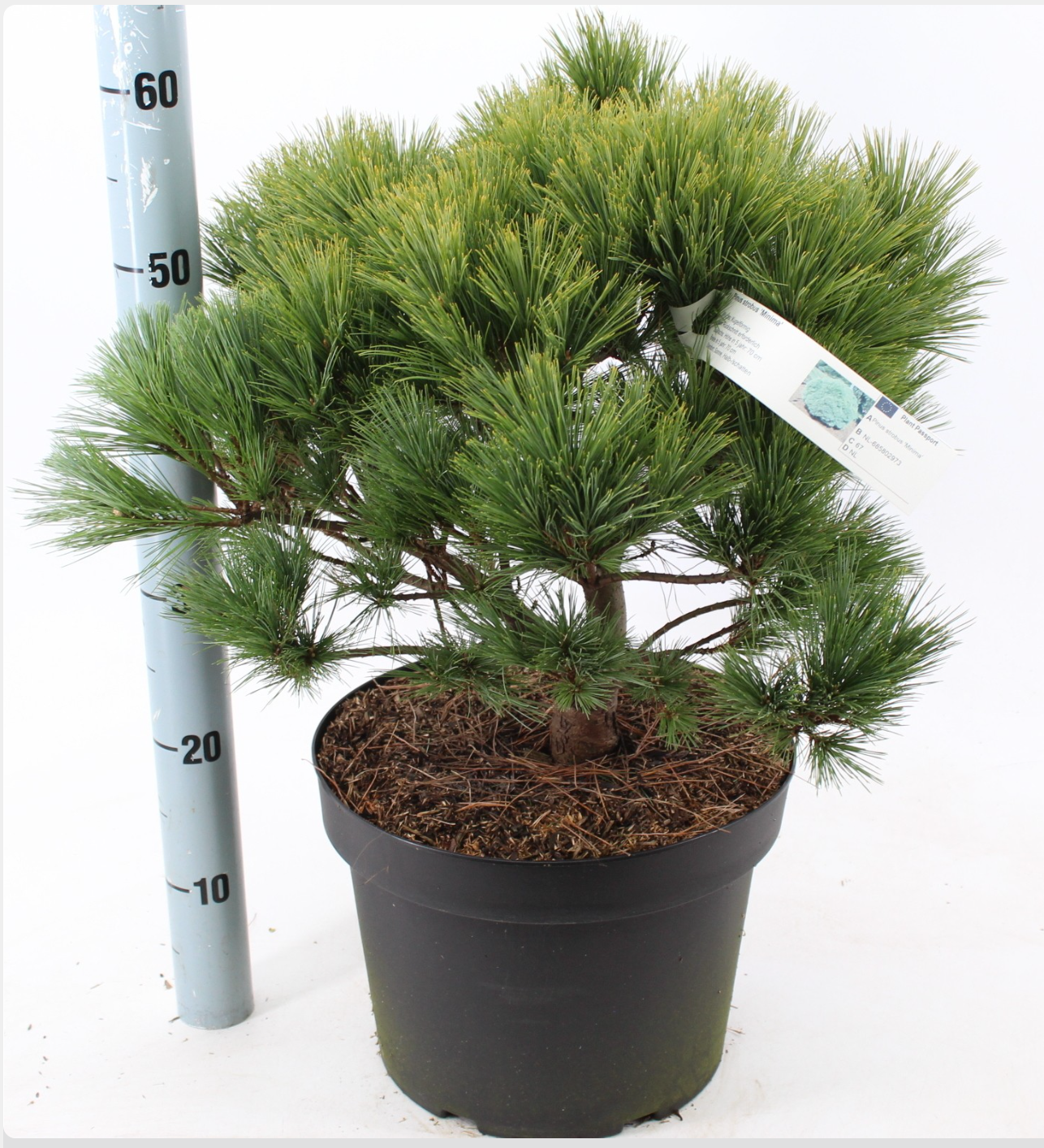 Pinus strobus 'Minima' - Vaso 29 cm, Altezza 40 cm