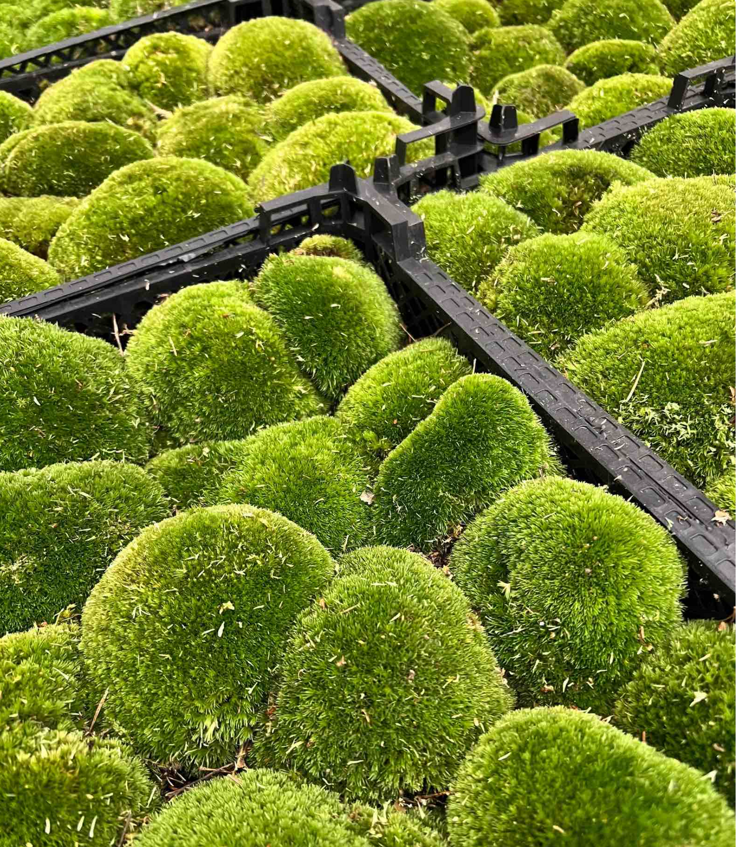 Ball Moss Specific for Terrariums