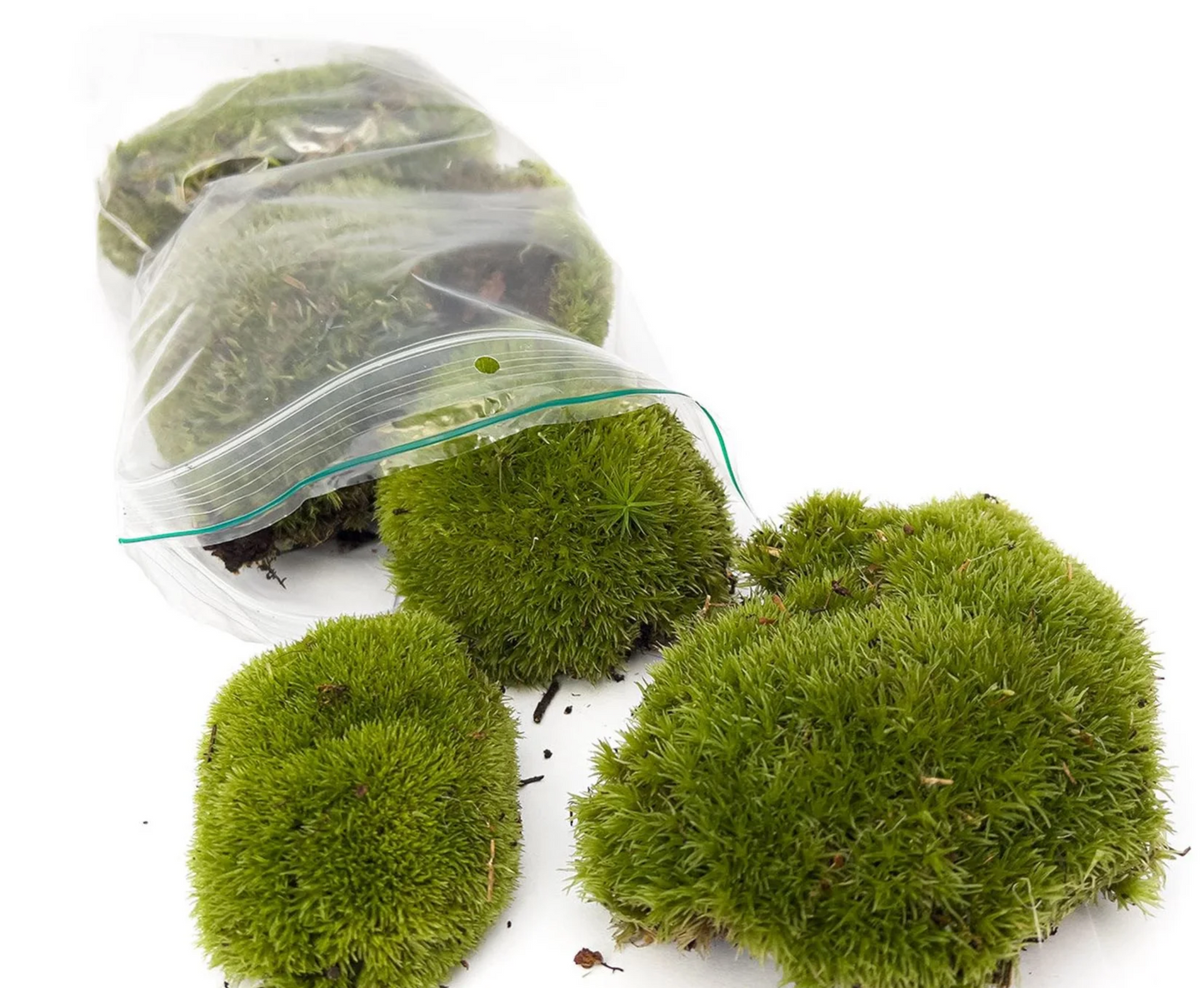 Ball Moss Specific for Terrariums