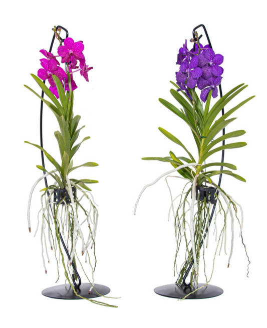 Orchidea Vanda con Supporto da Tavolo | Lusso Esotico