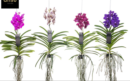 Vanda Hybride Orchidee – Blote Wortel 40cm | 1, 2 of 4 Planten