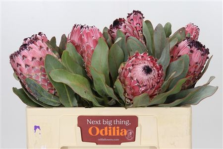 Protea magnifica (Queen Protea)