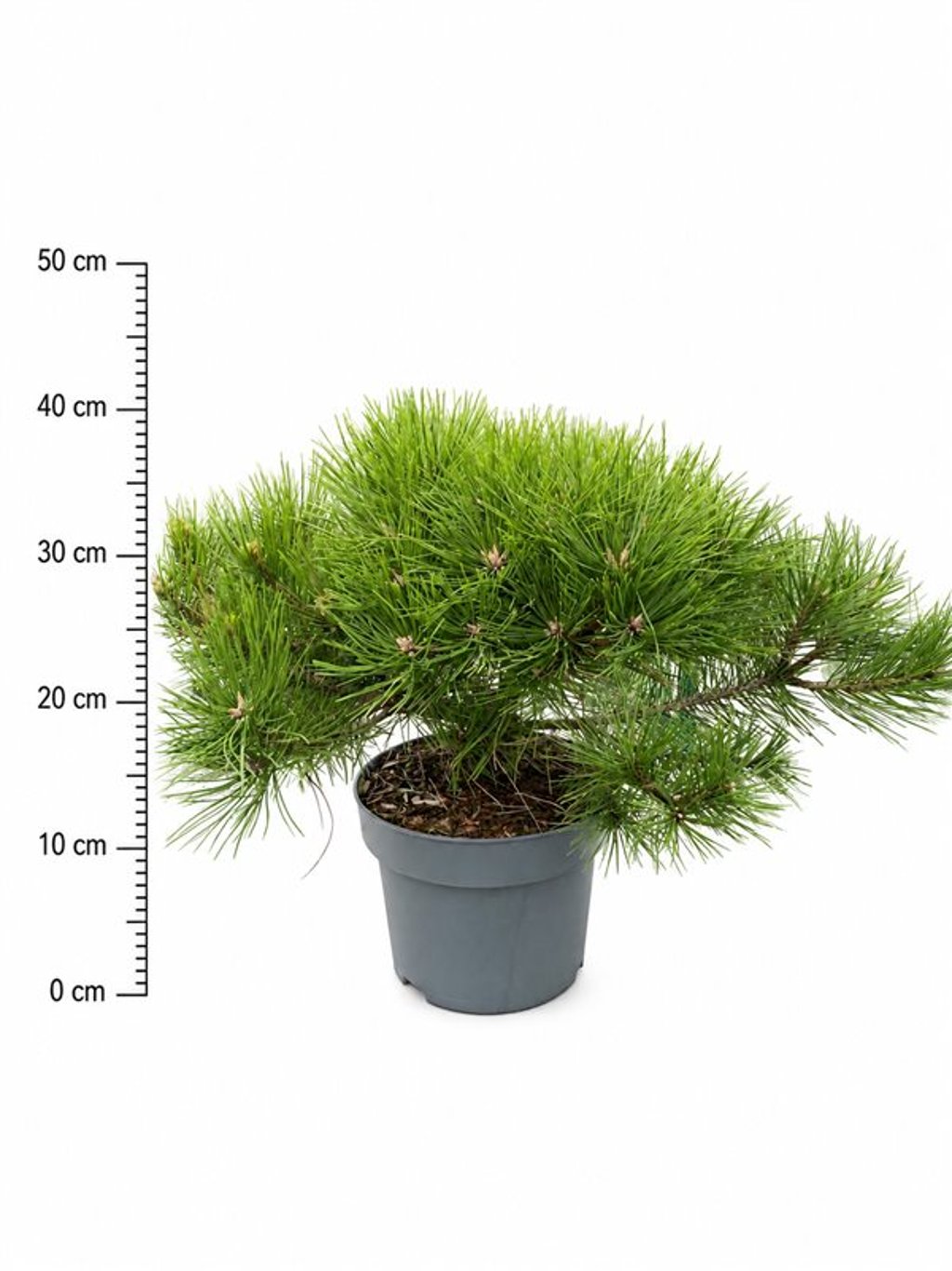 Pinus sylvestris 'Low Glow'