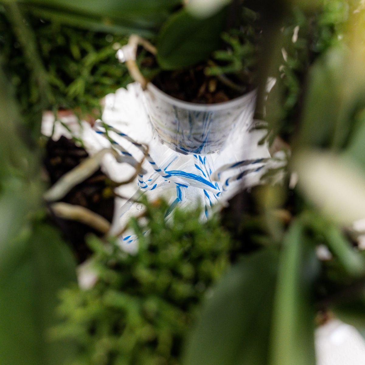 Orchidee Kolibri | set di orchidee bianche in un contenitore per il miele con serbatoio d'acqua | tre orchidee bianche di Ghent da 12 cm | Mono Bouquet bianco con serbatoio d'acqua autonomo