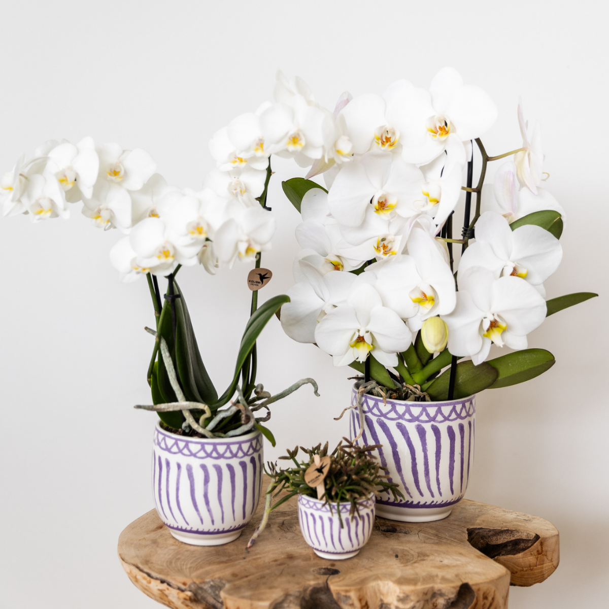 Kolibri Orchids | orchidea Phalaenopsis bianca in vaso Ø9cm | Amabilis | pianta da appartamento fiorita - fresca dal coltivatore