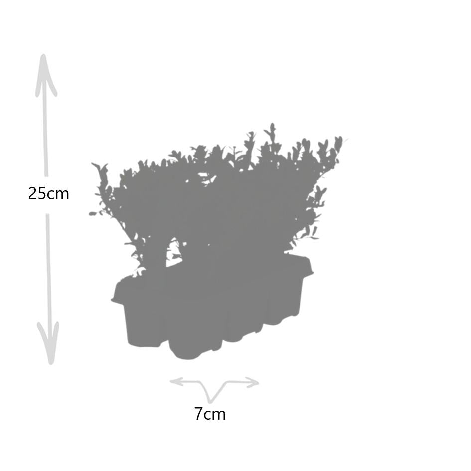Confezione da 12 x 6 Ilex crenata 'Jenny' - Ø7 cm - ↕15 cm