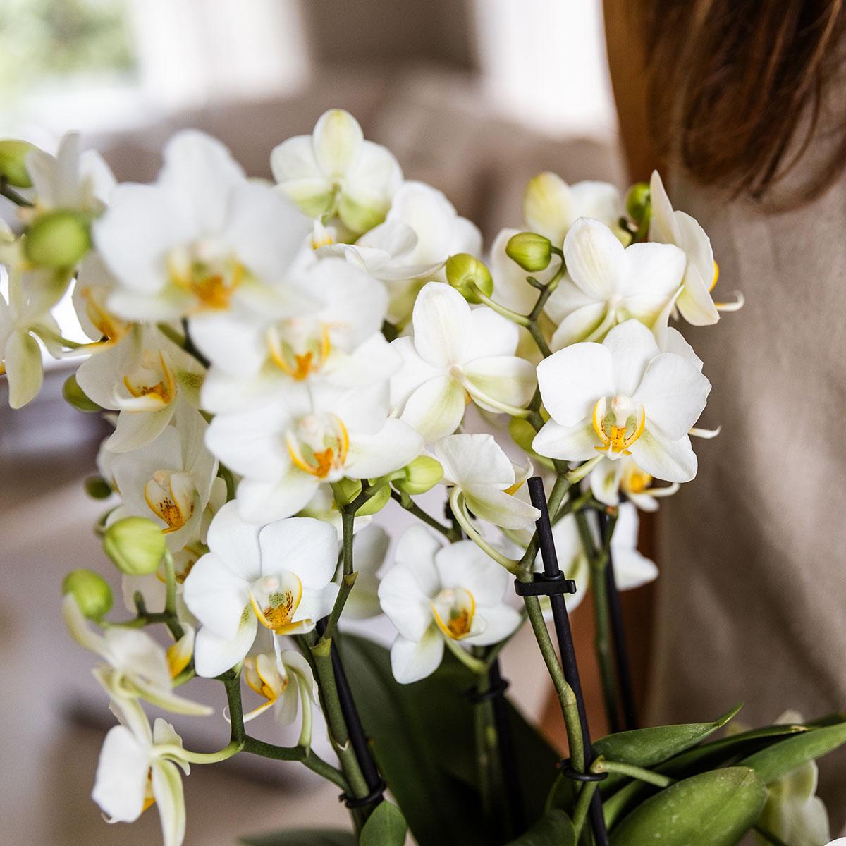 Orchidee colibrì | Orchidea Phalaenopsis bianca - Losanna - dimensioni vaso Ø12cm | pianta d'appartamento in fiore - fresca dal coltivatore