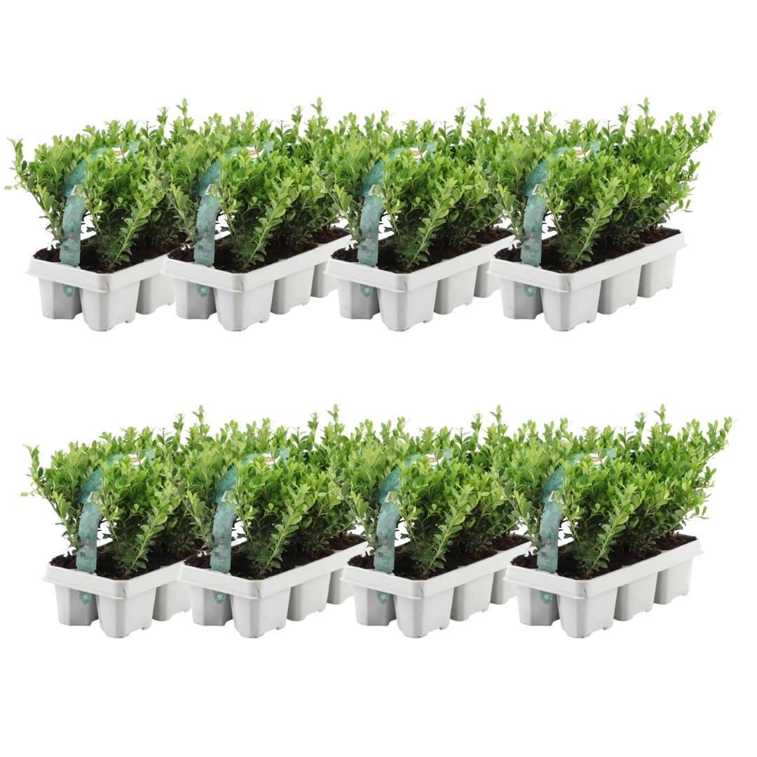 48x Ilex crenata 'Jenny' - 48 x Ø7 cm - ↕15 cm - 8 x 6 confezioni