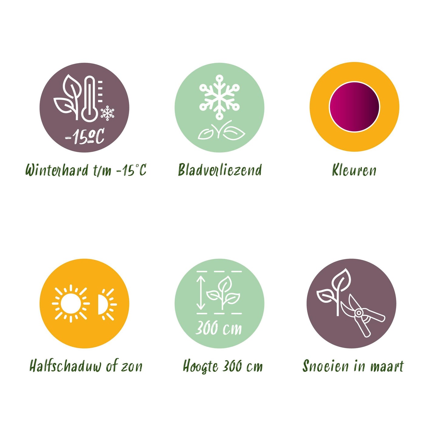 Green boutiQ - Pianta da patio - Acero giapponese - Acer palmatum Atropurpureum - Viola - 2 piante - Decidua - Vaso 19 cm Altezza 70 cm