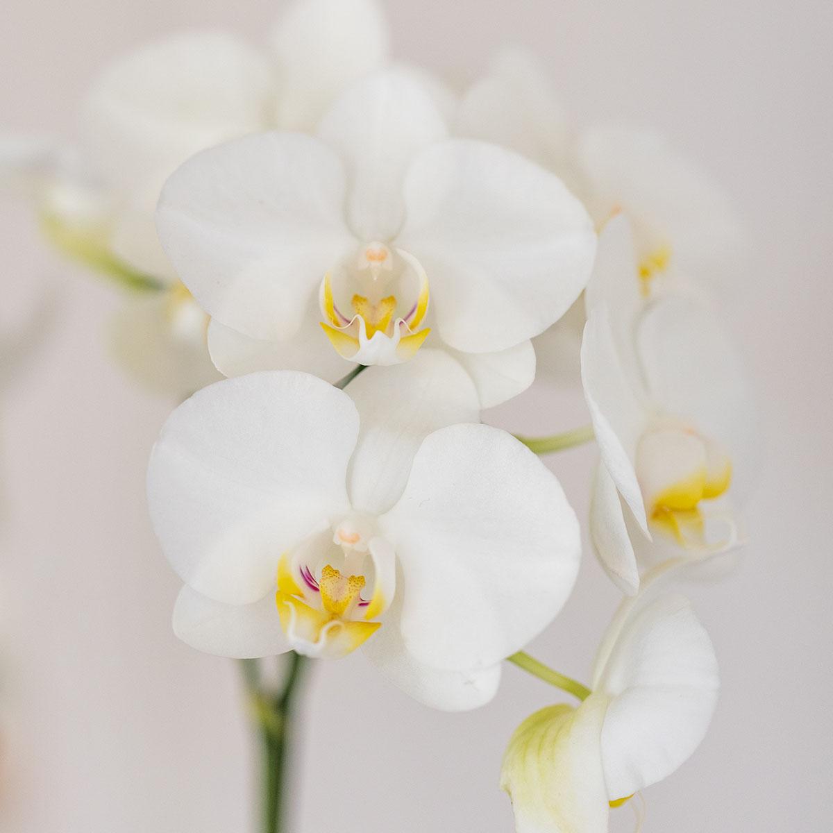Orchidee colibrì | orchidea bianca Amabilis + Candy vaso decorativo blu - dimensioni vaso Ø9cm | pianta d'appartamento in fiore - fresca dal coltivatore