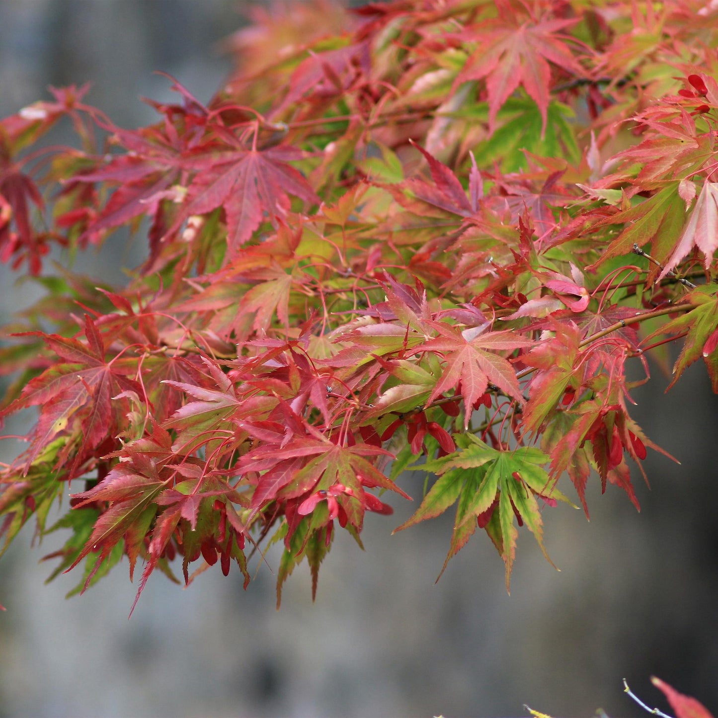 Green boutiQ - Pianta da terrazza - Acero giapponese - Acer palmatum Beni Maiko - Rosso - 2 Piante - Decidua - Vaso 19 cm Altezza 70 cm