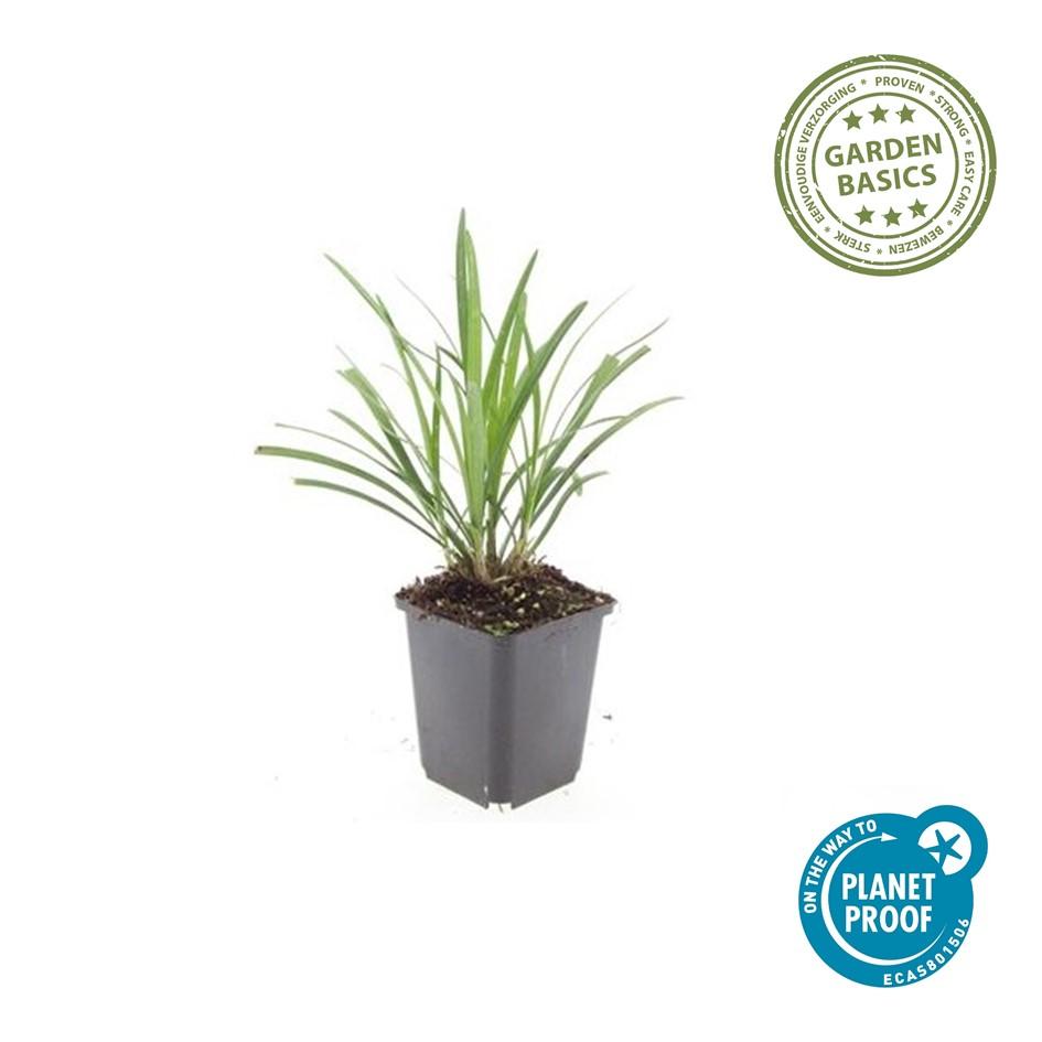 48x Liriope muscari 'Ingwersen' - ↕10-25cm - Ø9cm
