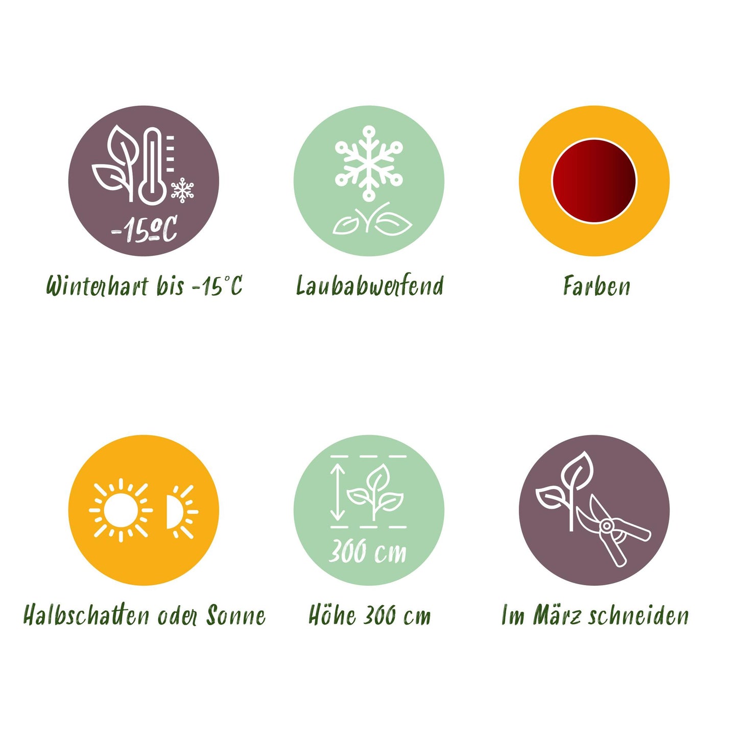 Green boutiQ - Pianta da terrazza - Acero giapponese - Acer palmatum Jerre Swarts - Rosso scuro - 2 piante - Decidua - Vaso 19 cm Altezza 70 cm