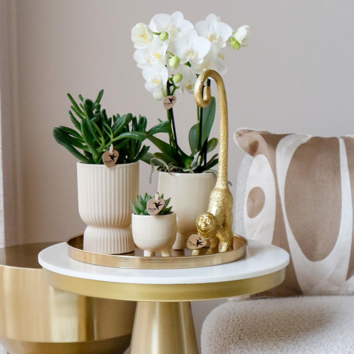 Orchidee colibrì | OFFERTA COMBI di 4 orchidee Phalaenopsis bianche - Amabilis - dimensioni vaso Ø9cm | pianta d'appartamento in fiore - fresca dal coltivatore