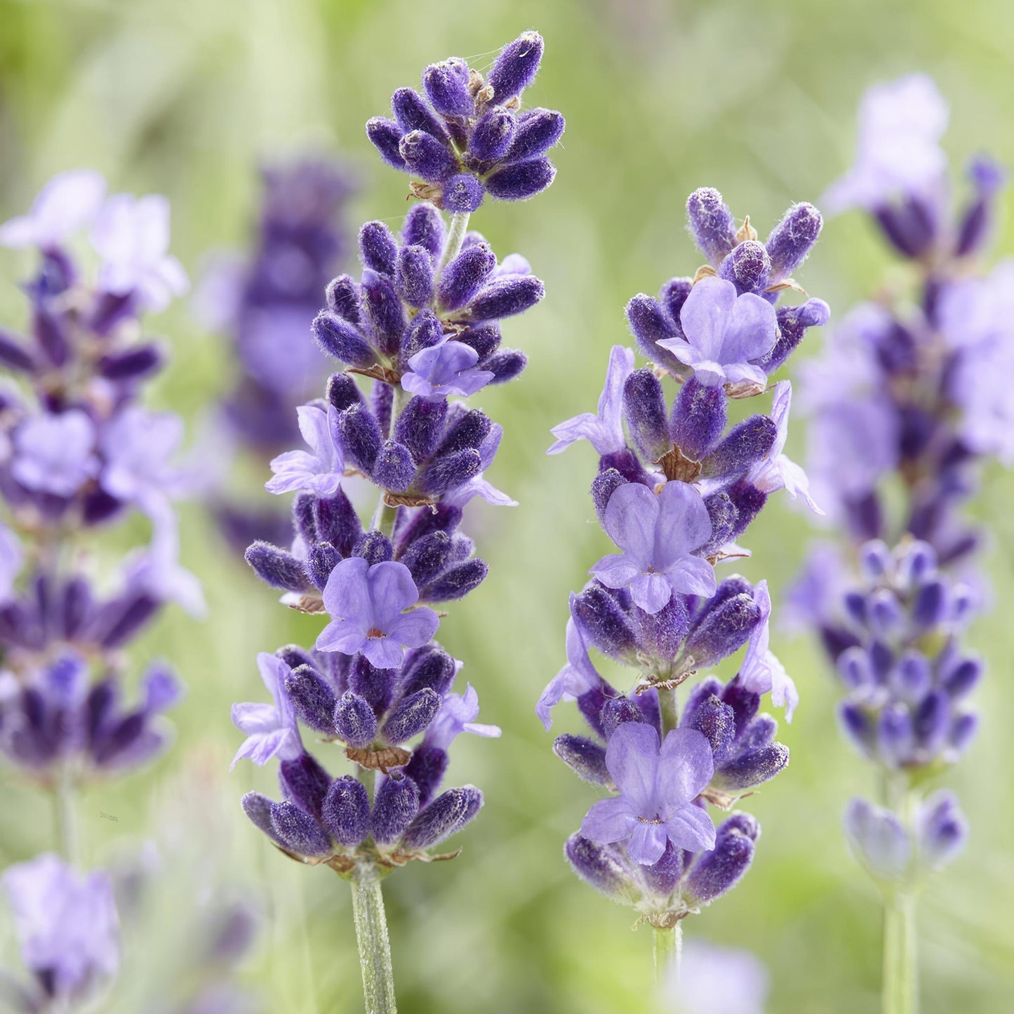 48x Lavandula 'Hidcote' - ↕10-25cm - Ø9cm