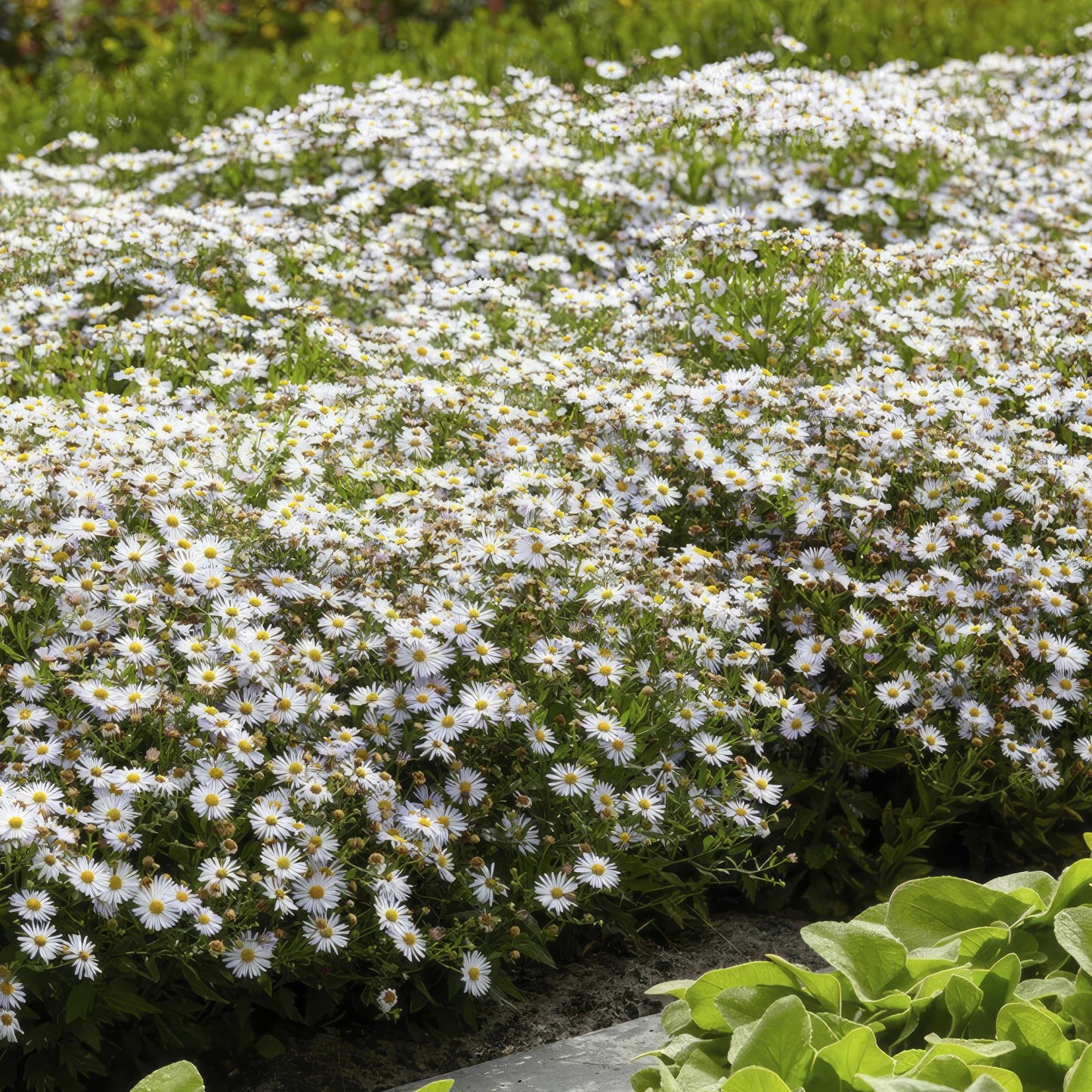 48x Aster ageratoides 'Ashvi' - ↕10-25cm - Ø9cm