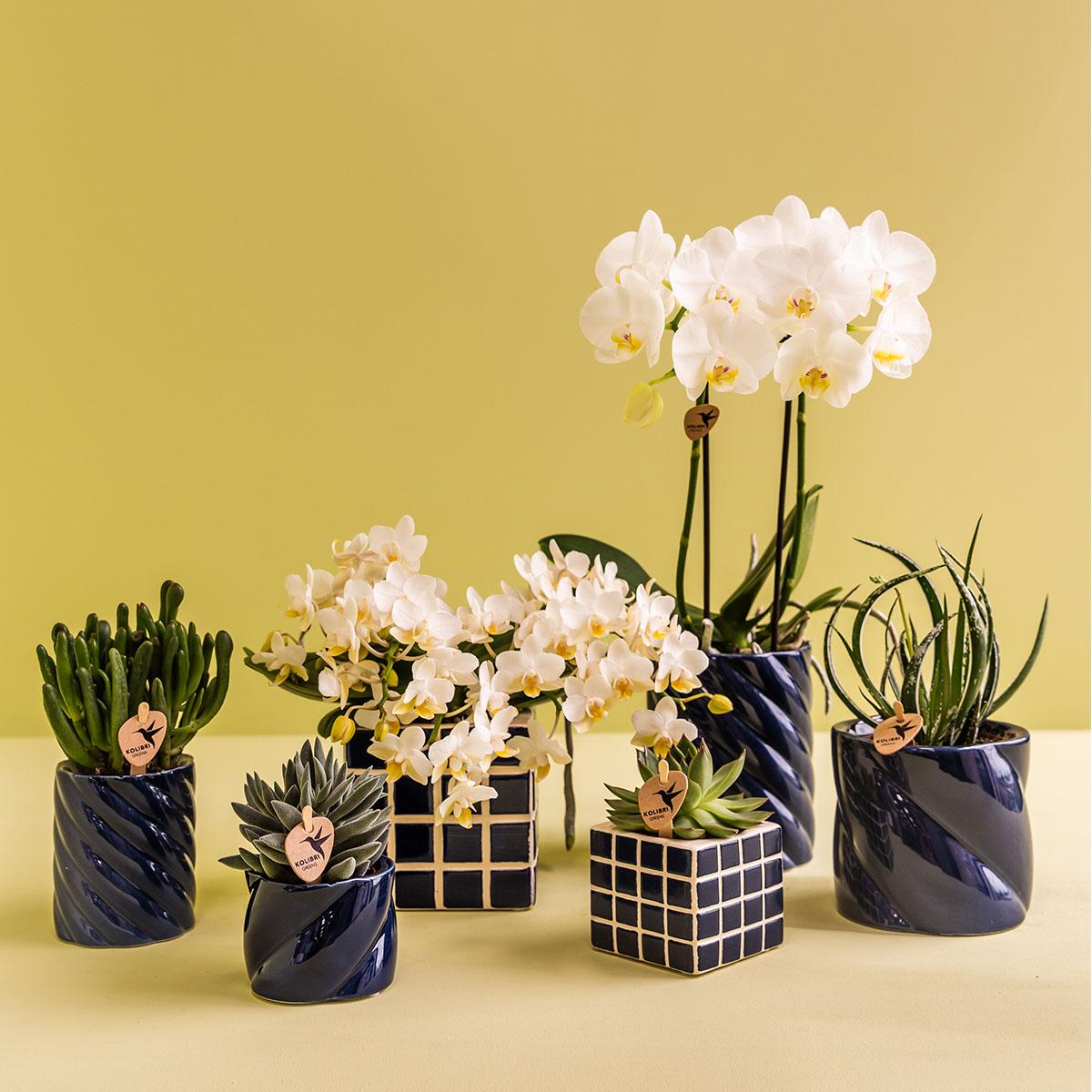 Orchidee colibrì | orchidea bianca Amabilis + Candy vaso decorativo blu - dimensioni vaso Ø9cm | pianta d'appartamento in fiore - fresca dal coltivatore