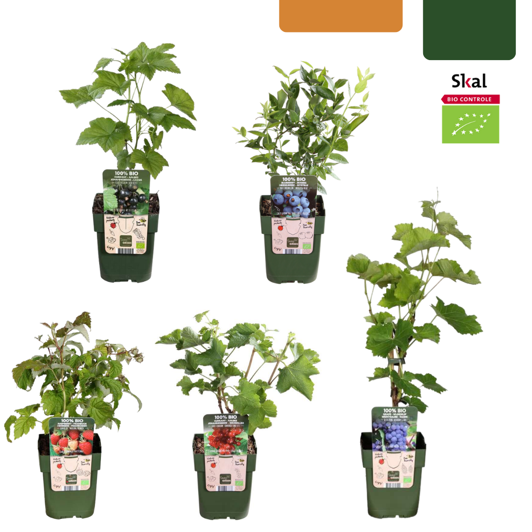 "Oasi della frutta" Set di piante da frutto BIO di 5 tipi diversi