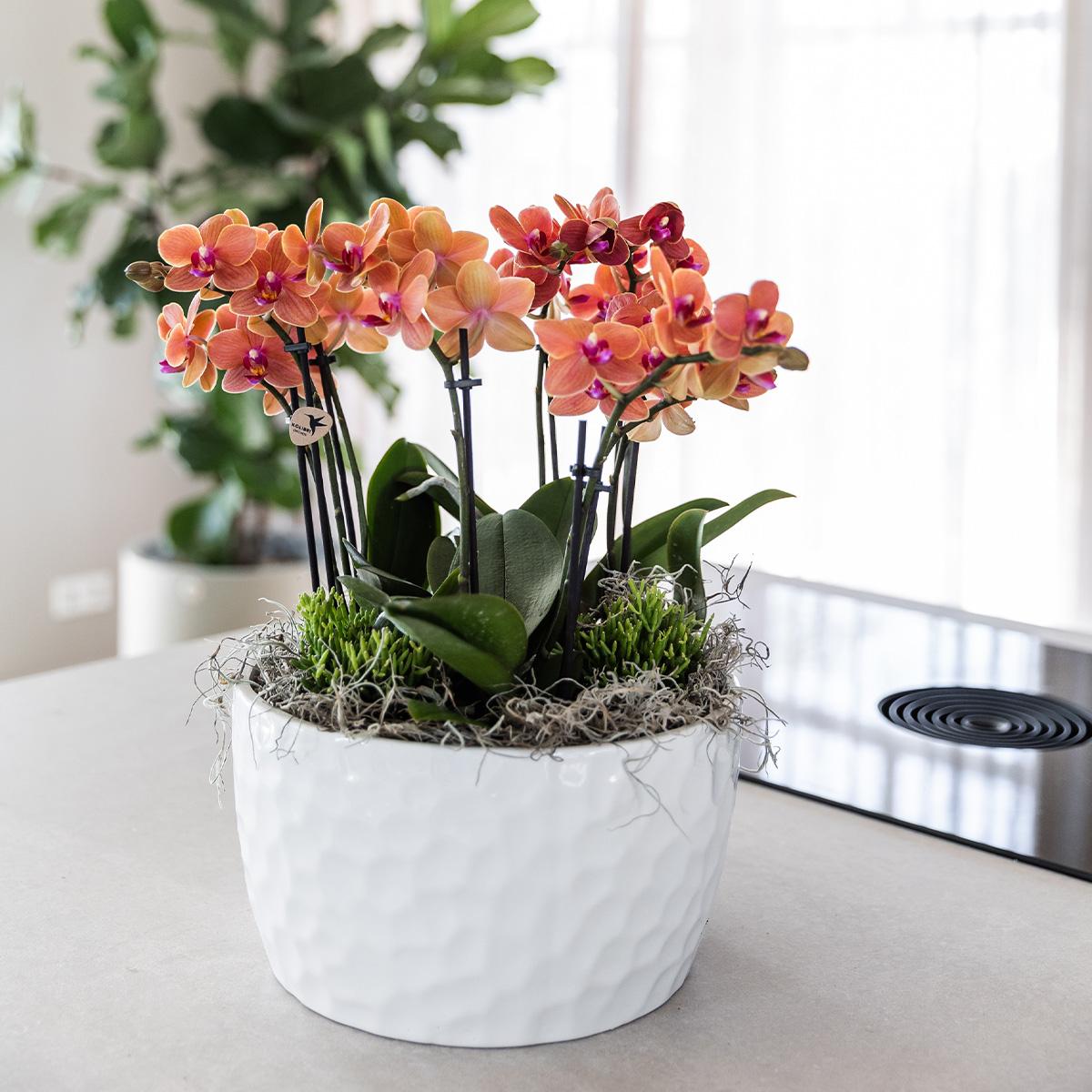 Orchidee colibrì | set di piante d'arancio in vaschetta per miele, incl tre orchidee arancioni Bolzano 9cm e tre piante verdi | Jungle Bouquet arancione con riserva d'acqua autosufficiente