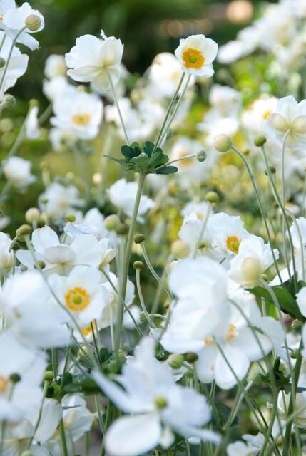 60x Anemone ibrido 'Honorine Jobert' - ↕10-25cm - Ø9cm