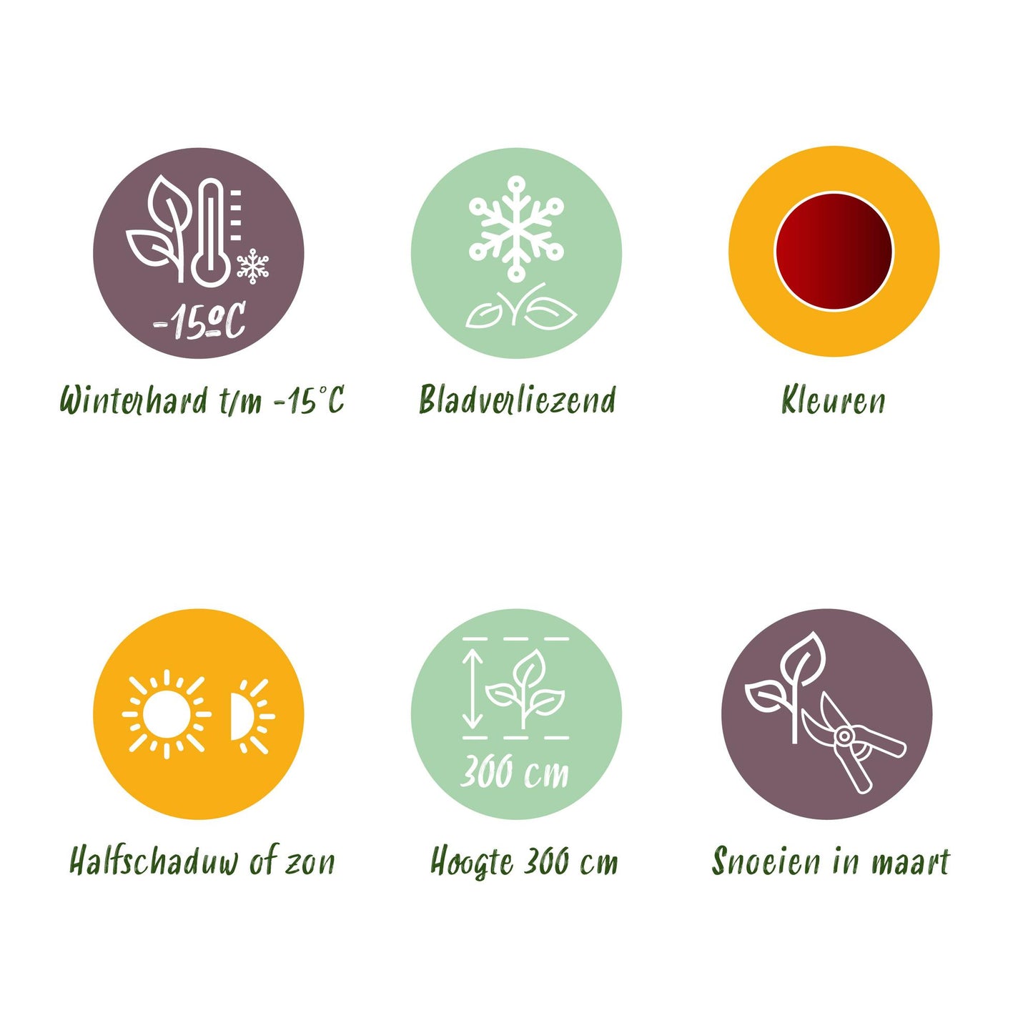 Green boutiQ - Pianta da terrazza - Acero giapponese - Acer palmatum Jerre Swarts - Rosso scuro - 2 piante - Decidua - Vaso 19 cm Altezza 70 cm