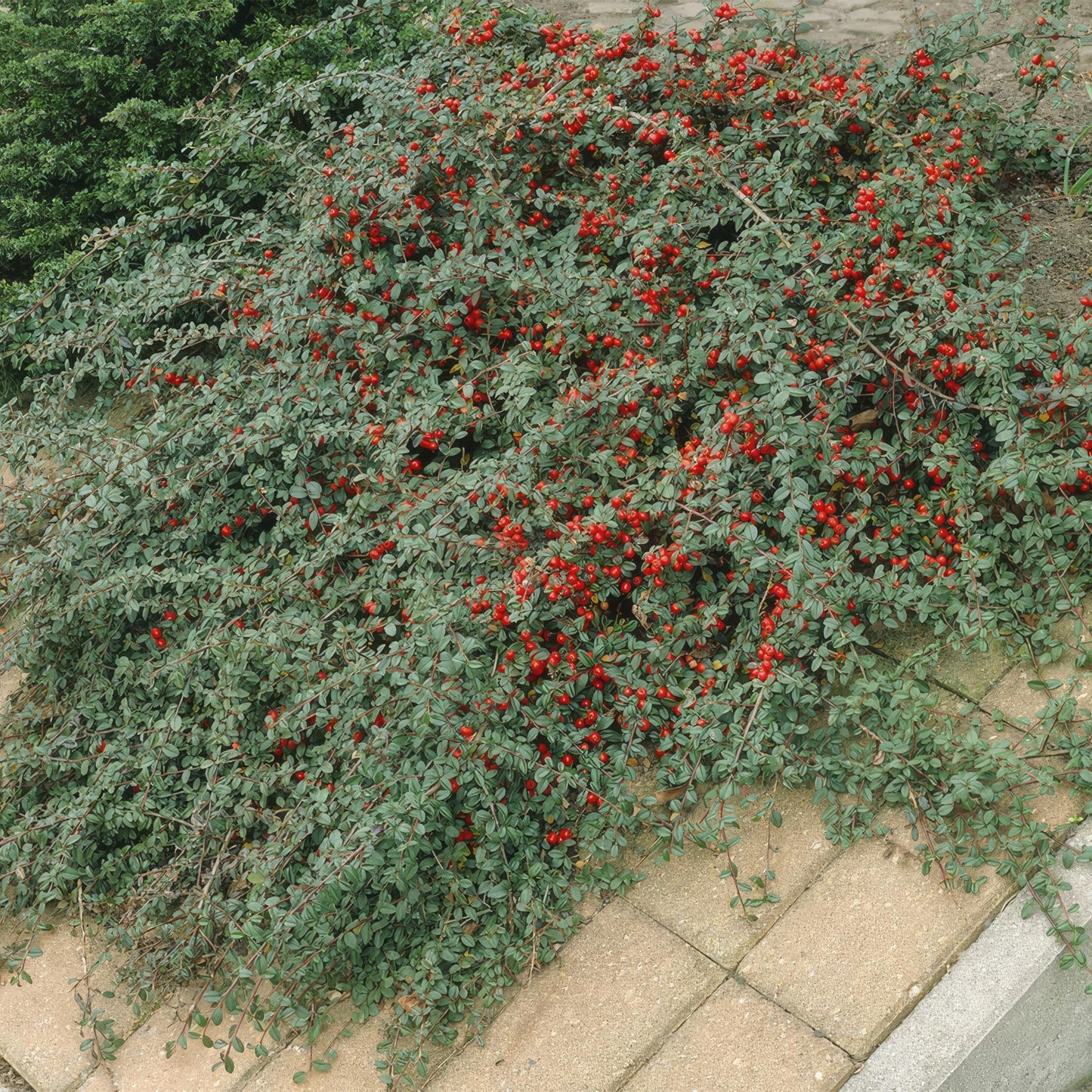 48x Cotoneaster dammeri - ↕10-25cm - Ø9cm