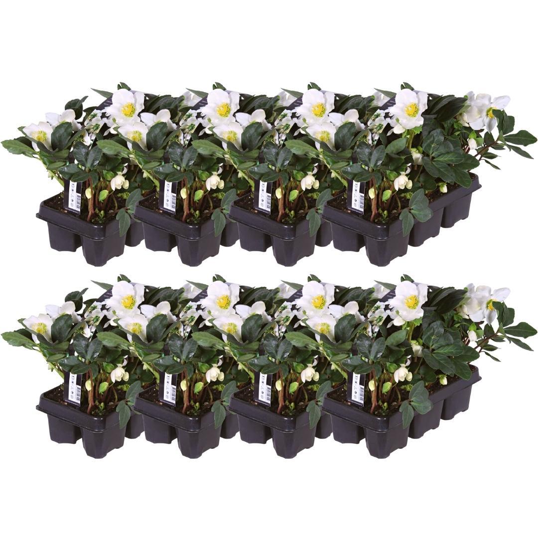 Set di 48 piante di rose di Natale | 48 Helleborus niger 'Christmas Carol' | 7 cm Ø | 20 cm ↕