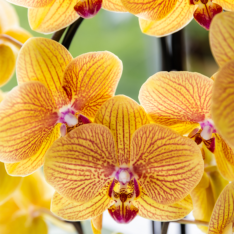 Orchidee colibrì | Orchidea phalaenopsis arancione in vaso Ø12cm | Sunny Bunny | pianta da appartamento fiorita - fresca dal coltivatore